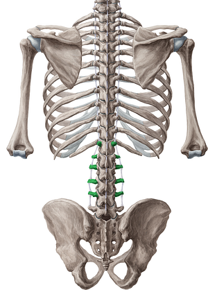 Transverse processes of vertebrae T12-L5 (#8328)