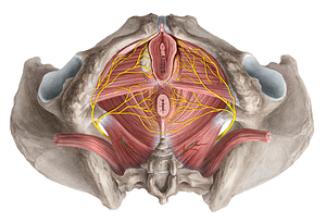 Anococcygeal nerve (#6196)