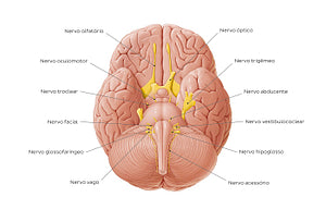 12 cranial nerves (Portuguese)