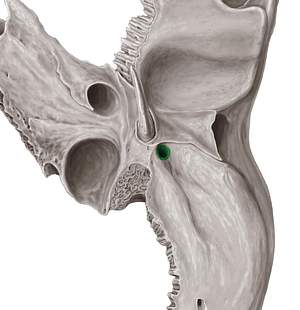 Stylomastoid foramen (#3812)