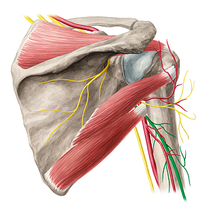 Radial nerve (#6708)
