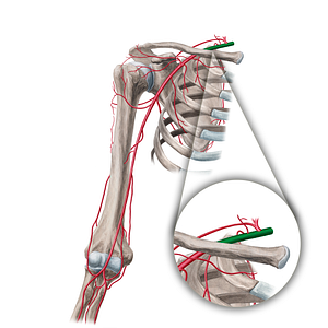 Subclavian artery (#1808)