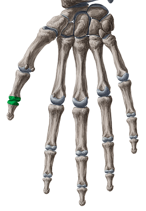 Interphalangeal joint of thumb (#2018)