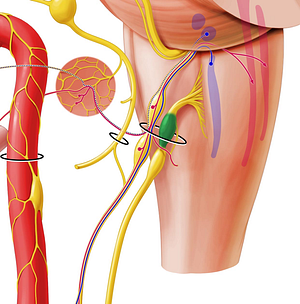 Superior ganglion of vagus nerve (#4025)