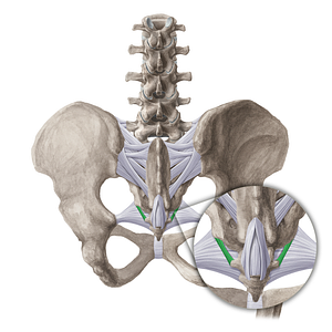 Lateral sacrococcygeal ligament (#21511)