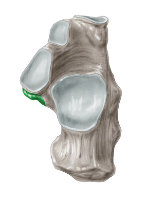 Sustentaculum tali of calcaneus (#9351)