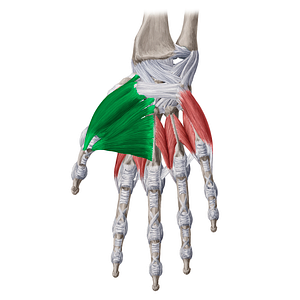 Thenar muscles (#19542)