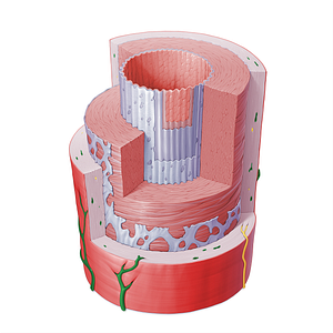 Vasa vasorum of artery (#16445)
