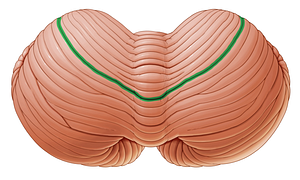 Primary fissure of cerebellum (#3679)