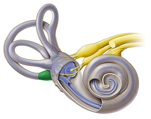 Posterior bony ampulla (#633)