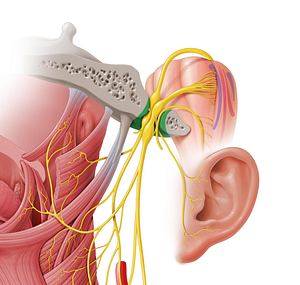 Jugular foramen (#3750)