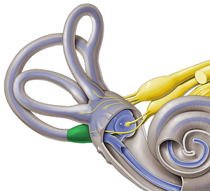 Posterior bony ampulla (#634)