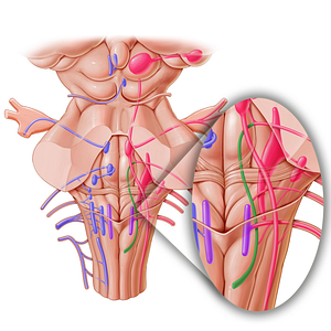 Solitary nucleus and tract (#7196)