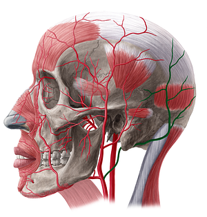 Occipital artery (#1559)