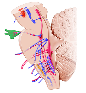 Trigeminal ganglion (#4036)
