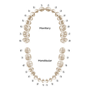 Palmer Notation (permanent teeth) (English)