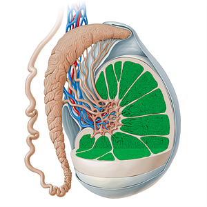 Lobule of testis (#19129)