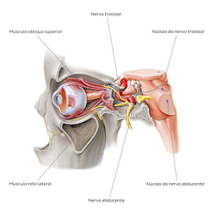 Trochlear and abducens nerve (Portuguese)