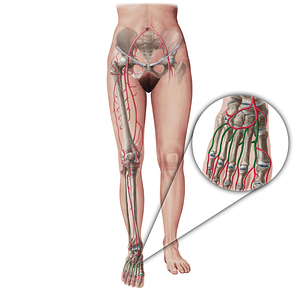 Metatarsal arteries (#19441)