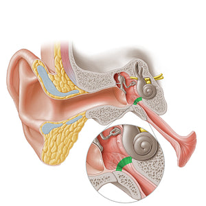 Tympanic opening of auditory tube (#20258)