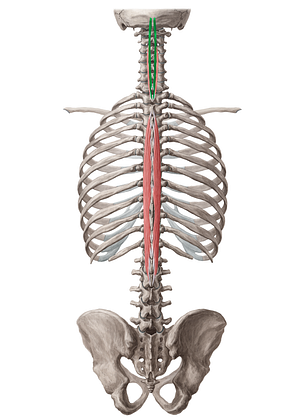 Spinalis capitis muscle (#18888)