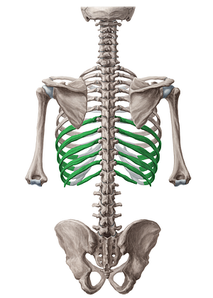 7th-12th ribs (#18594)