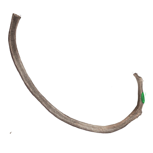 Articular facet on tubercle of rib (#42)