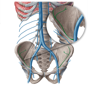 Deep circumflex iliac vein (#21550)