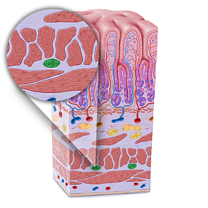 Myenteric plexus (of Auerbach) (#21611)