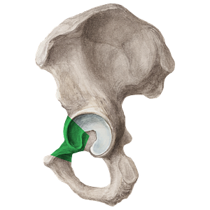 Superior ramus of pubis (#8816)