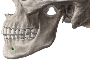 Mental foramen of mandible (#3776)