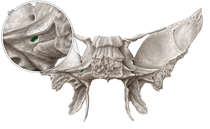 Pterygoid canal (#2335)