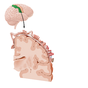 Postcentral gyrus (#11085)