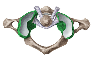 Lateral mass of atlas (#4966)