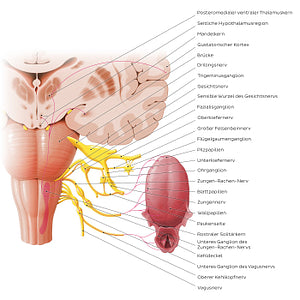 Taste pathway (German)