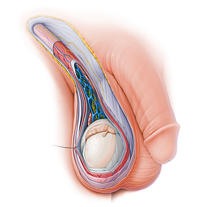 Testicular artery (#15132)