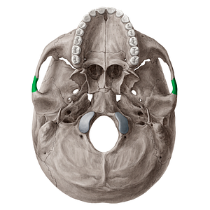 Zygomatic process of temporal bone (#21532)
