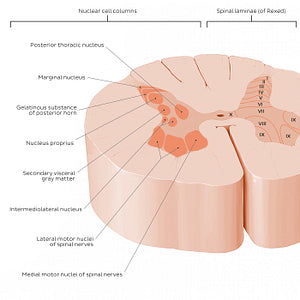 Spinal cord: Cross section (Gray matter) (English)