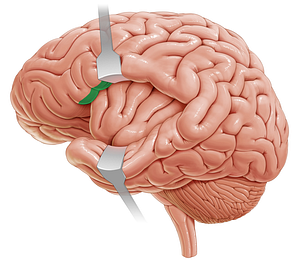 Frontal operculum (#7330)