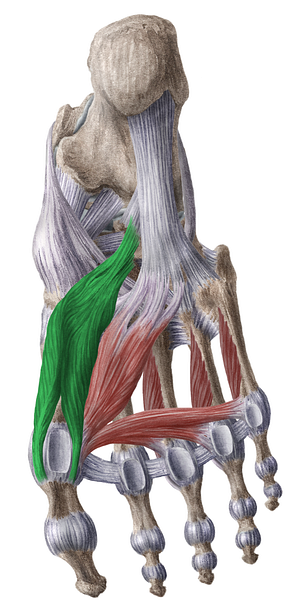 Flexor hallucis brevis muscle (#5378)