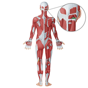 Obliquus capitis inferior muscle (#18708)