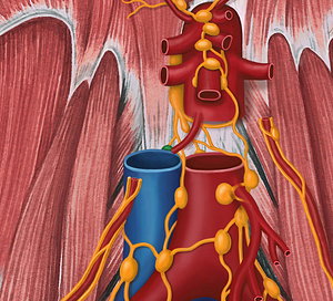 Retrocaval lymph nodes (#7103)