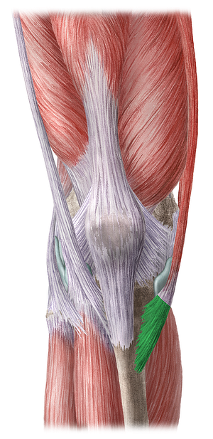 Pes anserinus (#7885)