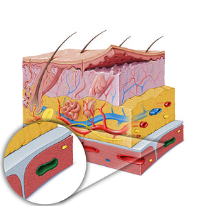 Intramuscular vein (#10338)
