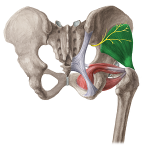 Gluteus minimus muscle (#5433)