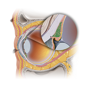 Ciliary muscle (#20629)