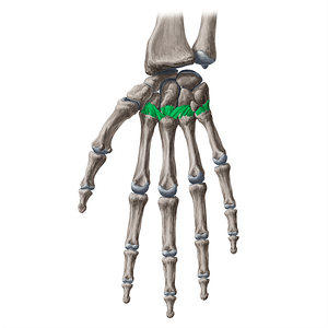 Palmar carpometacarpal ligaments (#20973)