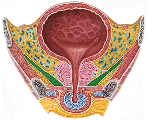 Levator ani muscle (#5542)