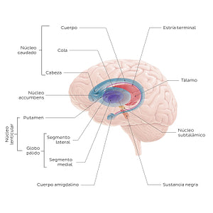 Basal ganglia (Spanish)