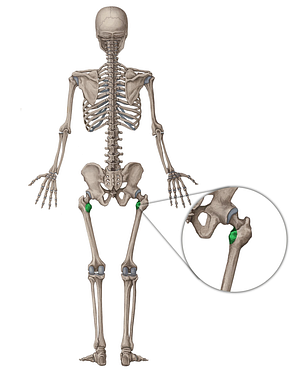 Lesser trochanter of femur (#9576)